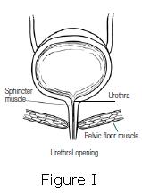 Causes of Stress Incontinence. Sphincter Muscle controls urine flow 